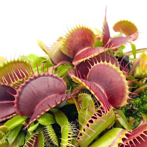 ozTmachHAma9lrekwQhP.jpg ozTmachHAma9lrekwQhP.jpg