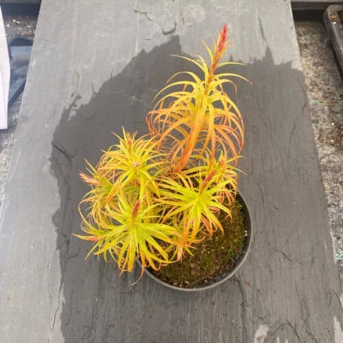 p0oahr7Opt9PdlHBUjZF.jpg p0oahr7Opt9PdlHBUjZF.jpg