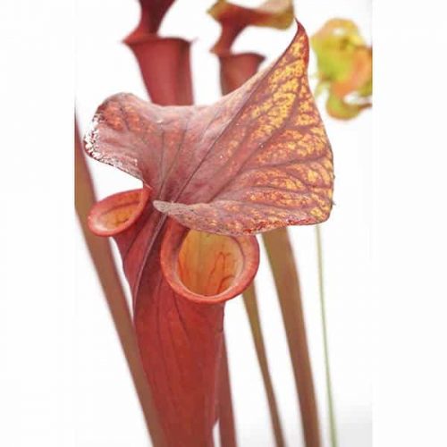 p1ZYWR3QXKp7ULcLkTaA.jpg p1ZYWR3QXKp7ULcLkTaA.jpg