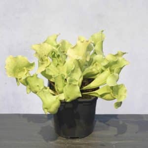 Sarracenia purpurea ssp. venosa var. burkei var. luteola, Liberty Co., 10-14 cm