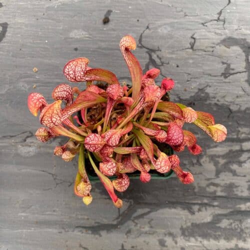 p3gtv2DrjWCO8IanypMw.jpg p3gtv2DrjWCO8IanypMw.jpg