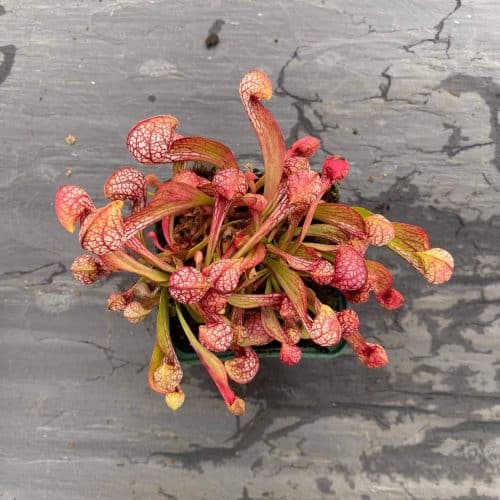 p3gtv2DrjWCO8IanypMw.jpg p3gtv2DrjWCO8IanypMw.jpg