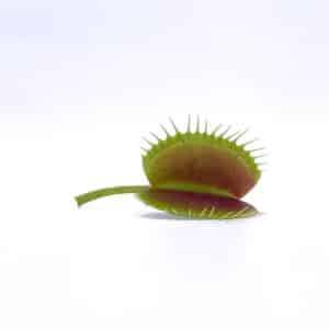 Dionaea muscipula "Spider"
