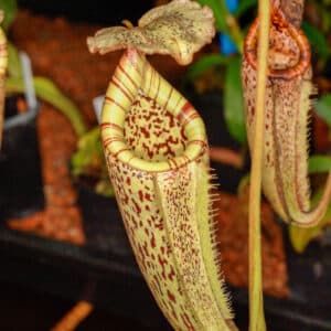 Nepenthes burbidgeae, G. Tambujukon 6-10 cm
