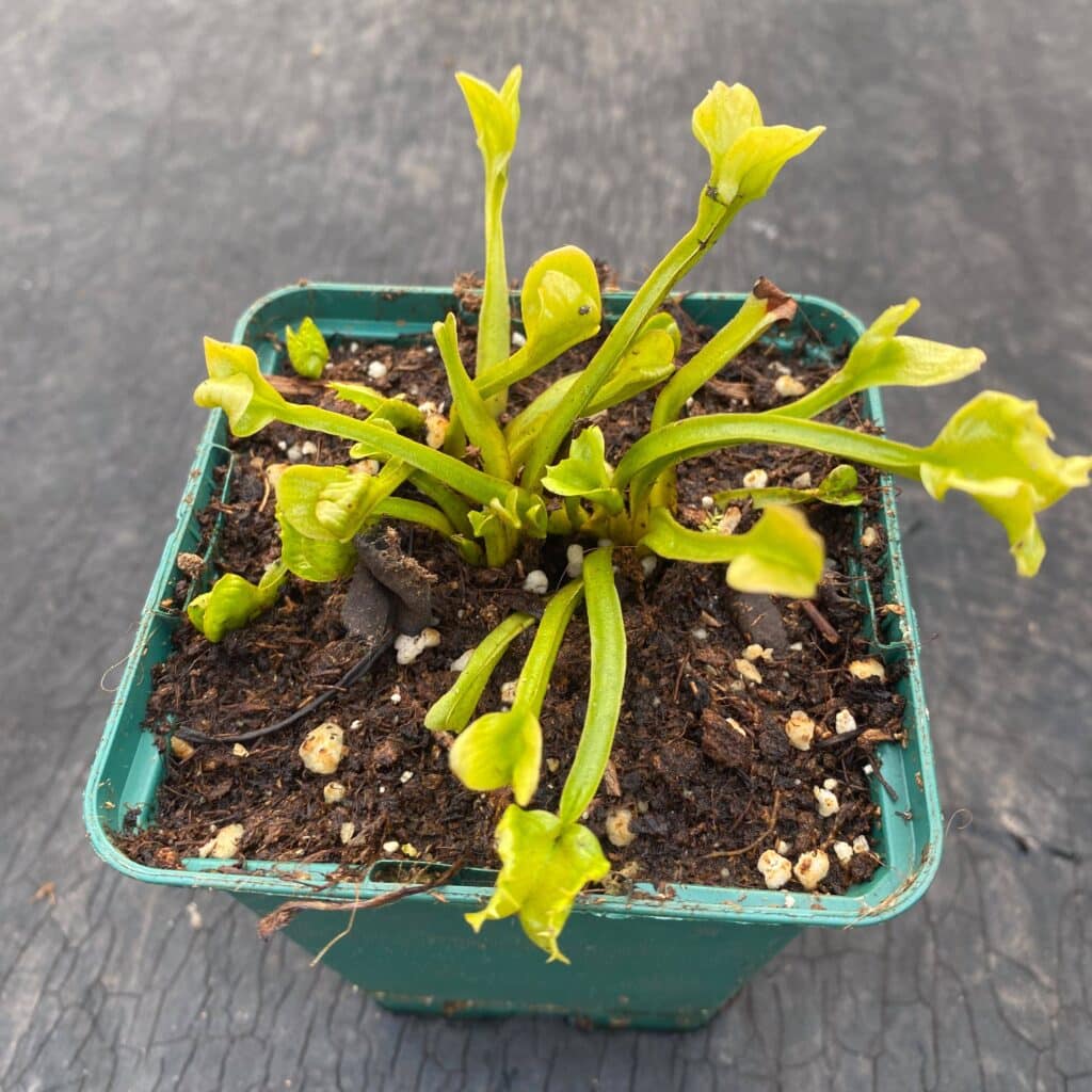 carnivorsandmore – Deine Quelle für seltene Pflanzen Dionaea muscipula "CK Midget"