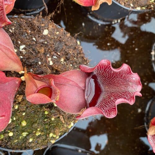 p9QyoHQEs08CwP87mxa1.jpg p9QyoHQEs08CwP87mxa1.jpg