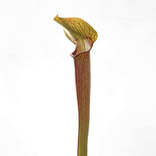 pBqYtlq8CmIxsNHFpa6H.jpg pBqYtlq8CmIxsNHFpa6H.jpg