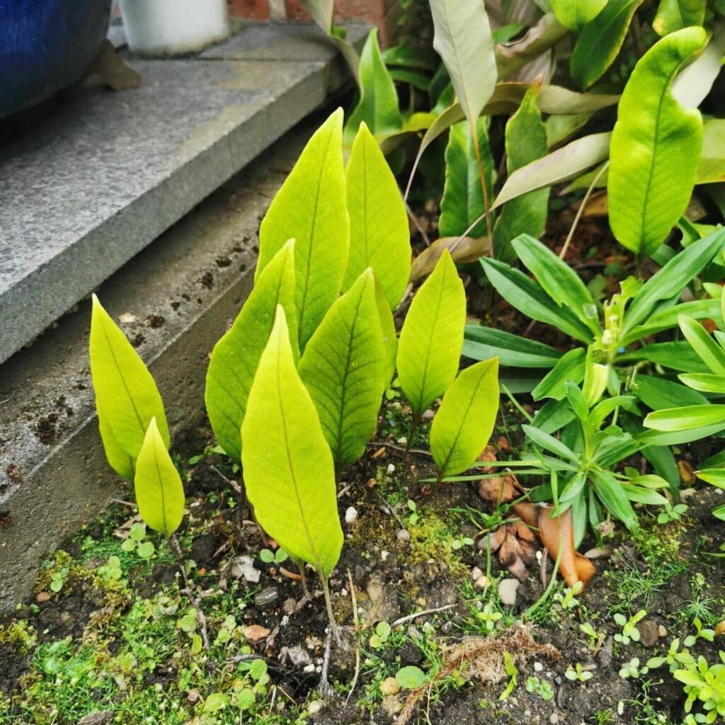 carnivorsandmore – Deine Quelle für seltene Pflanzen Pyrrosia lingua