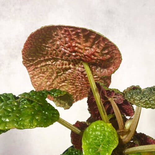 pHXNBYbpioIe47xaCR5h.jpg pHXNBYbpioIe47xaCR5h.jpg