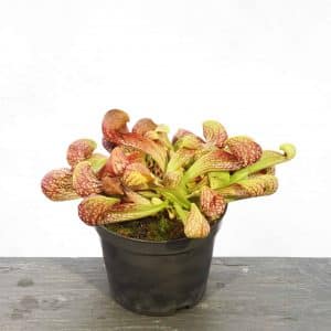 Sarracenia psittacina var. okefenokeensis, seedgrown plants from Lee's Botanical Garden, 12cm