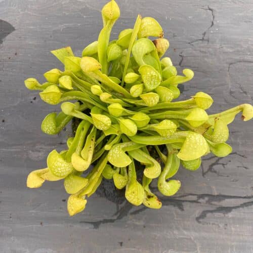 pT4cpZANON6NbPHkUhgz.jpg pT4cpZANON6NbPHkUhgz.jpg