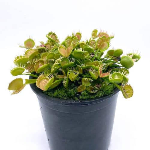 pVXmH83KUQthfL97b1oT.jpg pVXmH83KUQthfL97b1oT.jpg