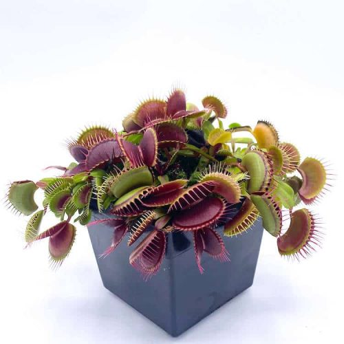 pfLwc3KCcfCoD7eJ4f32.jpg pfLwc3KCcfCoD7eJ4f32.jpg