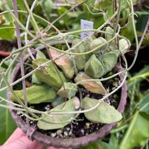 Dischidia major "Small Form", Lundu