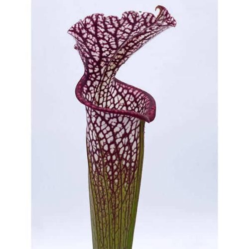 posX7VVmu8VCOb6H3Jxz.jpg posX7VVmu8VCOb6H3Jxz.jpg