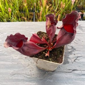 Sarracenia purpurea ssp. venosa "Wavy lid" x ssp. venosa "Buddha Belly" 10-12 cm