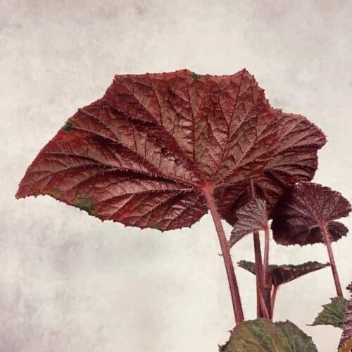 pz9a5smcxqptZ46dBGeq.jpg pz9a5smcxqptZ46dBGeq.jpg