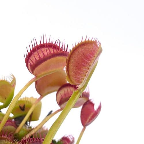 pzzykKYN9dIElIQBbSVZ-1.jpg pzzykKYN9dIElIQBbSVZ-1.jpg