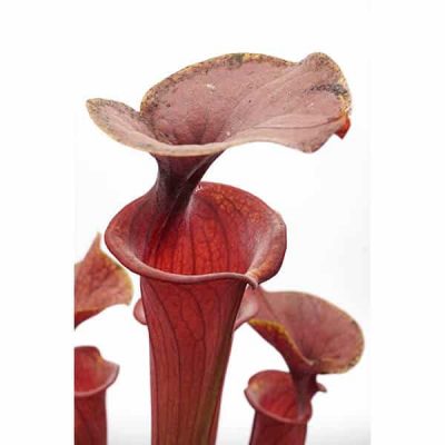 Carnivorsandmore – deine quelle für seltene pflanzen
