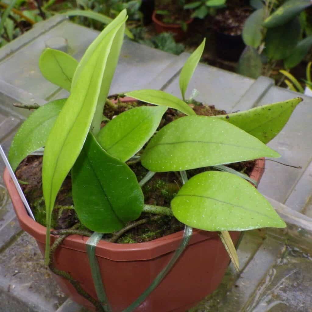 carnivorsandmore – Deine Quelle für seltene Pflanzen Microsorum superficale