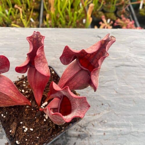 q6O0hF8WvHwZt506wwKR.jpg q6O0hF8WvHwZt506wwKR.jpg