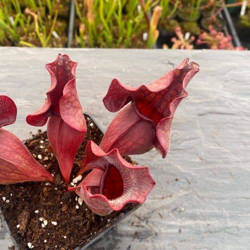 q6O0hF8WvHwZt506wwKR.jpg q6O0hF8WvHwZt506wwKR.jpg