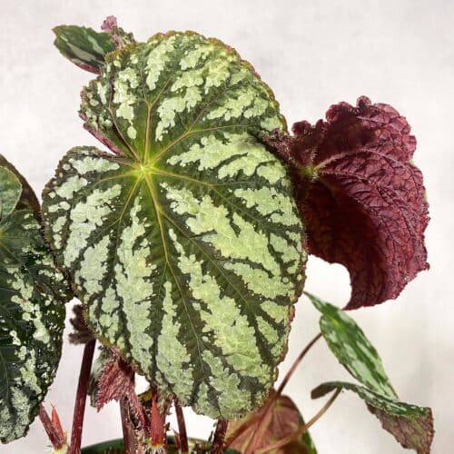 q7CqnAe6g9niMBKbjpFa.jpg q7CqnAe6g9niMBKbjpFa.jpg