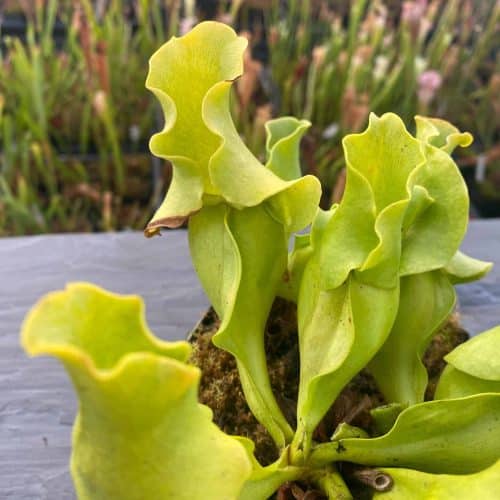 q8SFswEyXK2EqrukFZDd.jpg q8SFswEyXK2EqrukFZDd.jpg