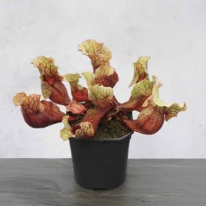 Sarracenia purpurea ssp. venosa "Giant", Escombia Co., 12-15 cm