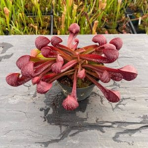 Sarracenia psittacina "Red/White"