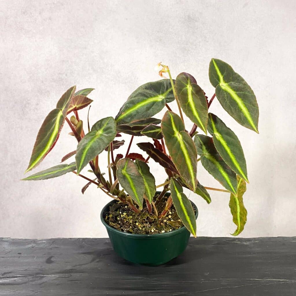 carnivorsandmore – Deine Quelle für seltene Pflanzen Begonia listada