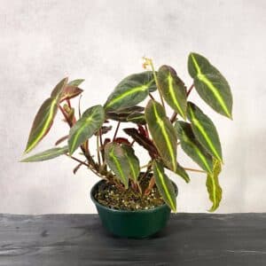 Begonia listada