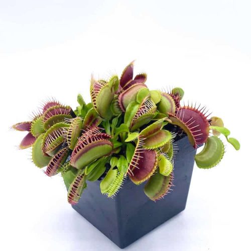 qFml6BuavZmKspsmINYZ.jpg qFml6BuavZmKspsmINYZ.jpg