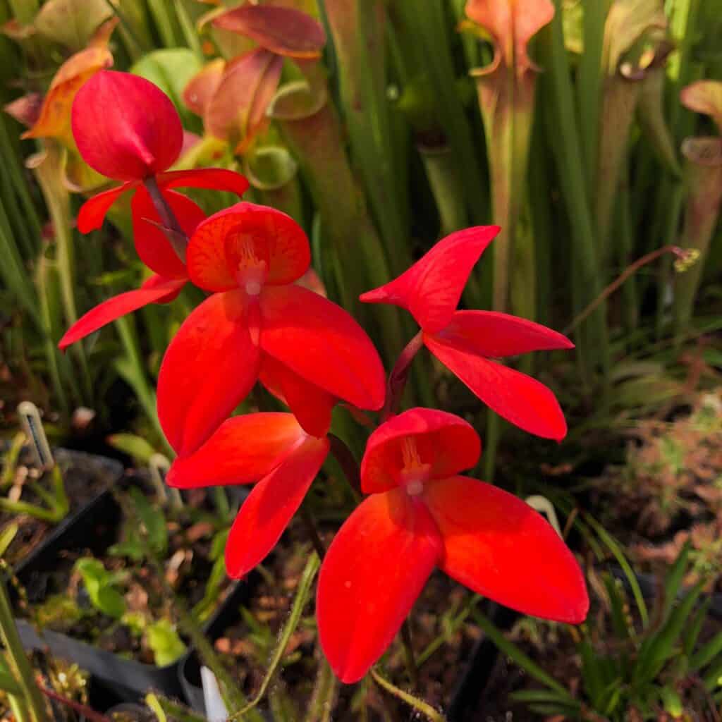 carnivorsandmore – Deine Quelle für seltene Pflanzen Disa x watsonii ''Red''