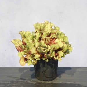 Sarracenia purpurea ssp. venosa ''Belly of Blood'', Seedgrown plants,, 10-14 cm