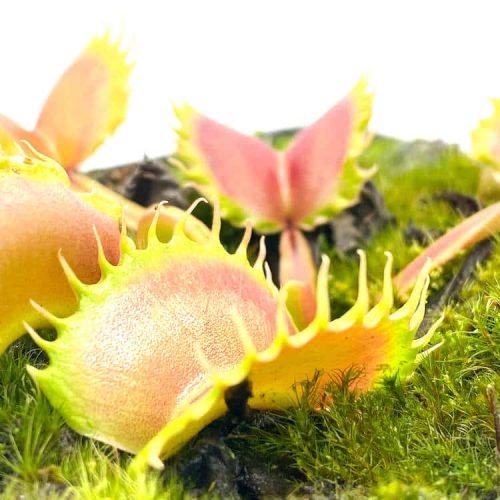 qTj8eXx8q7vNbT4Eoomr.jpg qTj8eXx8q7vNbT4Eoomr.jpg