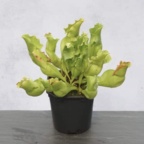 qbfI7BByeYx0ANzOqr8T.jpg qbfI7BByeYx0ANzOqr8T.jpg