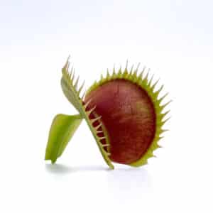 Dionaea muscipula "Tiger Fangs"