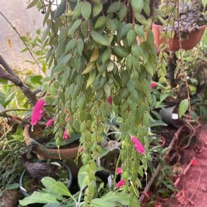 Aeschynanthus gracilis