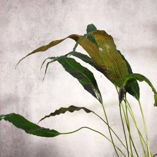 qgiX7zmGJvOW5jUleFfR.jpg qgiX7zmGJvOW5jUleFfR.jpg