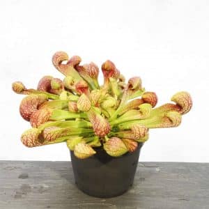 Sarracenia psittacina var. okefenokeensis, Lee's Botanical Garden #1