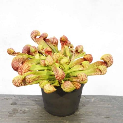 qoiW0TPVwFVC64tkEKyx.jpg qoiW0TPVwFVC64tkEKyx.jpg