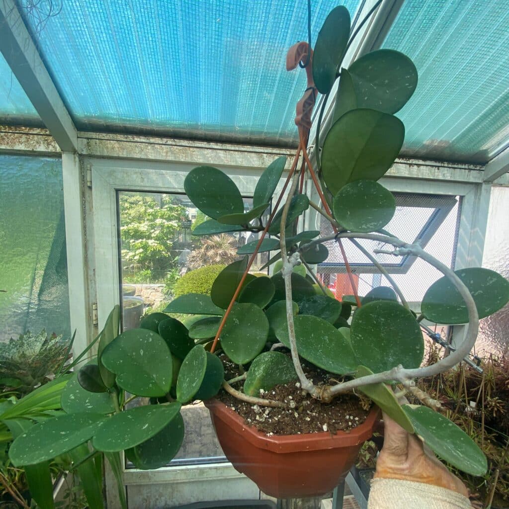 carnivorsandmore – Deine Quelle für seltene Pflanzen Hoya obovata