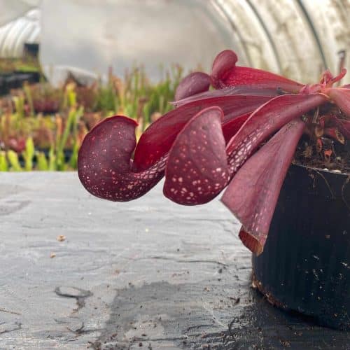 r1H5b6Md7ZJAsNXKOZMh.jpg r1H5b6Md7ZJAsNXKOZMh.jpg