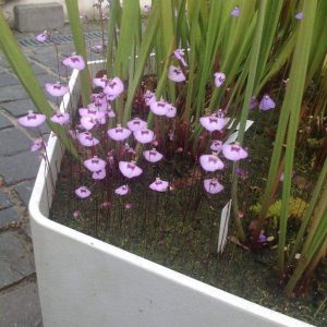 Utricularia uniflora