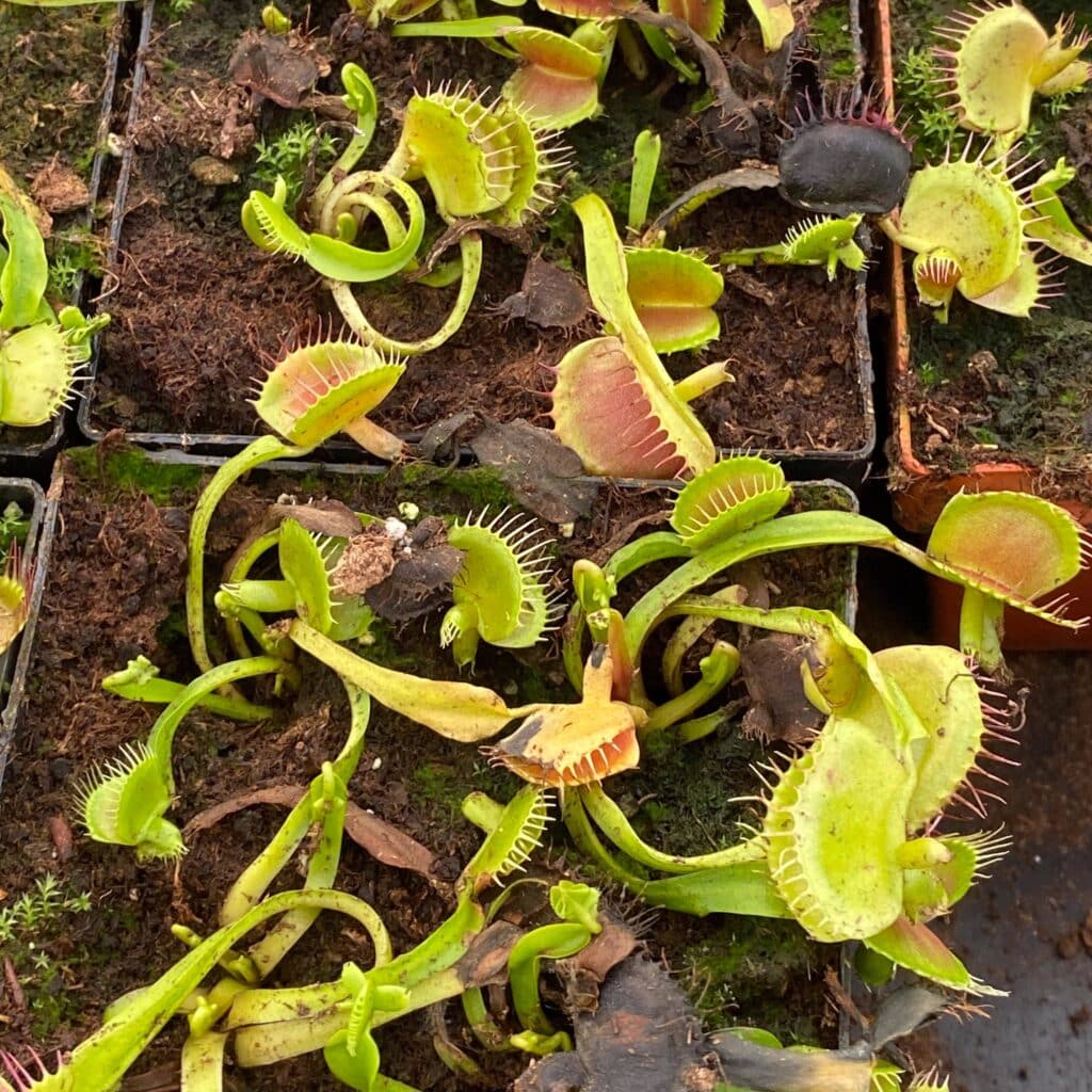 Dionaea muscipula ''CK Double Cerberus''
