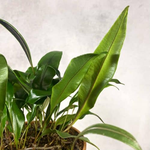 r8ebGgoIviNkZR8lLX1i.jpg r8ebGgoIviNkZR8lLX1i.jpg