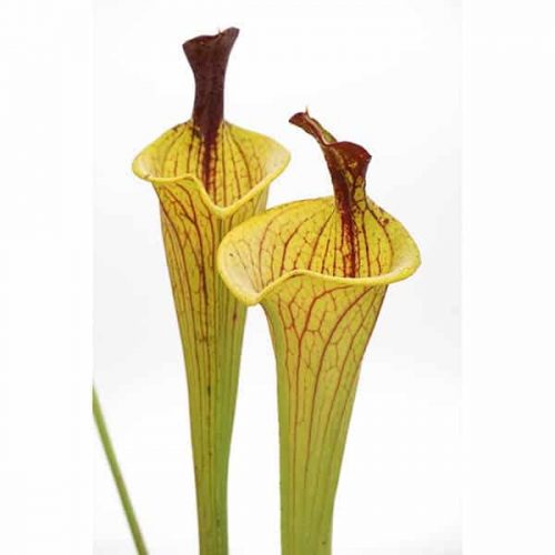 rIZYkSTqsxRoyyRtdAvg.jpg rIZYkSTqsxRoyyRtdAvg.jpg