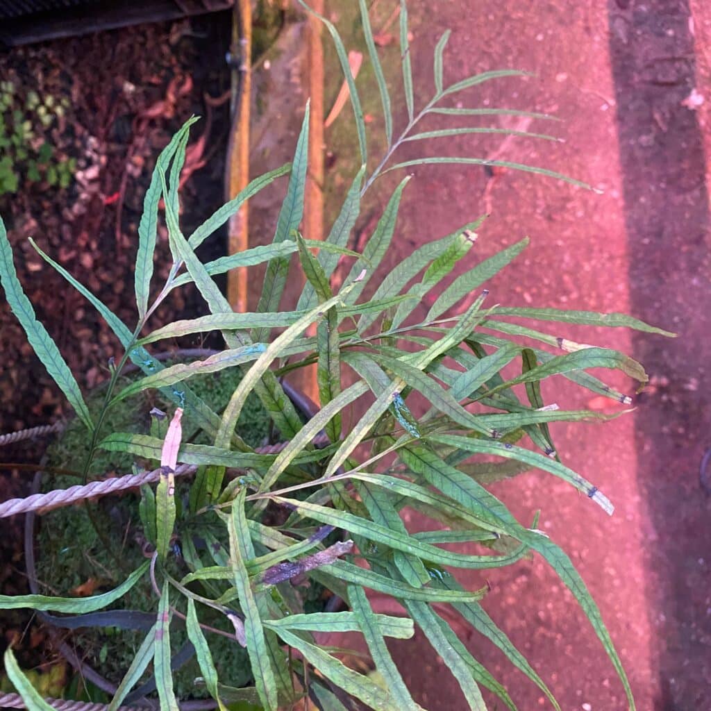 carnivorsandmore – Deine Quelle für seltene Pflanzen Davallia spec. Borneo