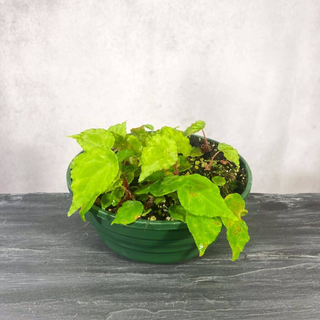 carnivorsandmore – Deine Quelle für seltene Pflanzen Begonia scutifolia